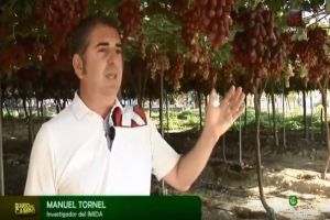 Proyecto para la obtención de nuevas variedades de uva de mesa sin semilla (IMIDA-ITUM)