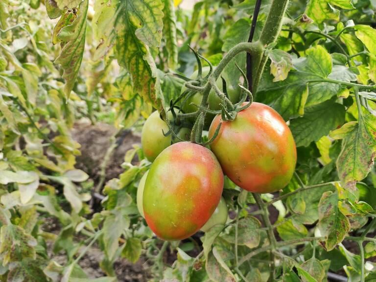 El IMIDA en la lucha contra el virus rugoso del tomate